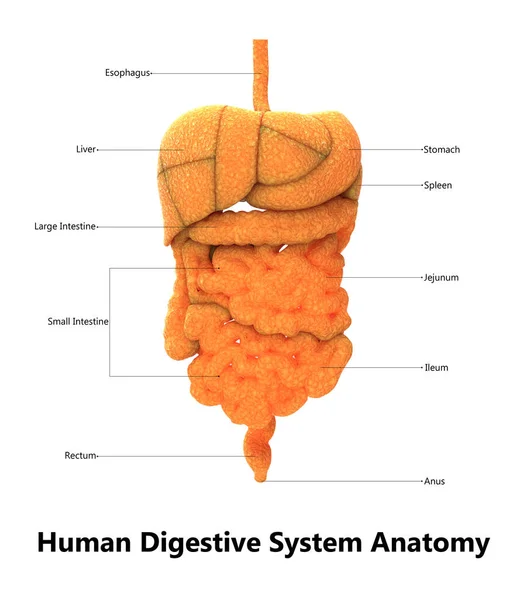 Obrázek Lidské Anatomie Trávicího Systému — Stock fotografie
