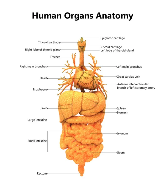 Emberi Test Szerveinek Anatómiáját Illusztráció — Stock Fotó