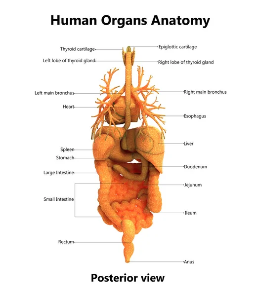 人体器官解剖示意图 — 图库照片