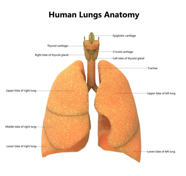 Απεικόνιση Της Ανθρώπινης Ανατομίας Πνευμόνων Του Αναπνευστικού Συστήματος — Φωτογραφία Αρχείου