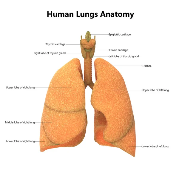 Ilustração Anatomia Pulmonar Sistema Respiratório Humano — Fotografia de Stock