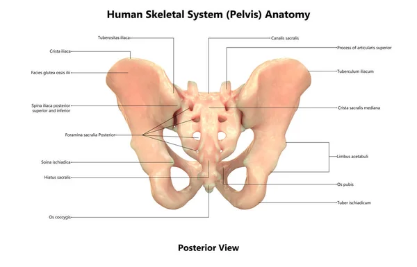人体骨架系统骨盆解剖示意图 — 图库照片