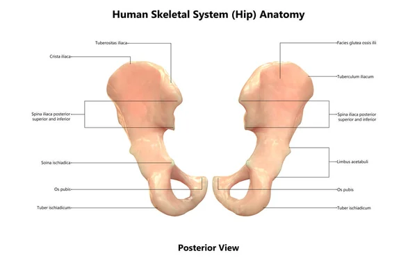 Ilustración Del Sistema Esquelético Humano Anatomía Cadera — Foto de Stock