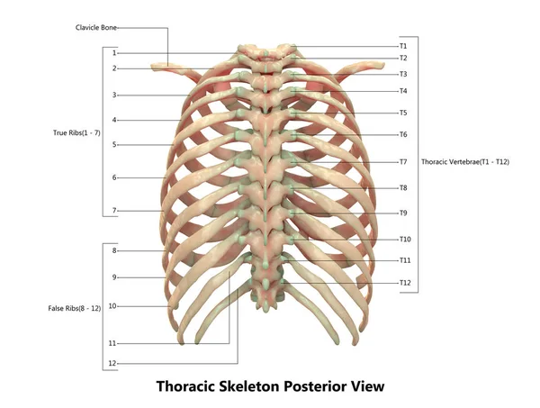 Illüstrasyon Insan Iskelet Sistemi Torasik Iskelet Anatomi — Stok fotoğraf