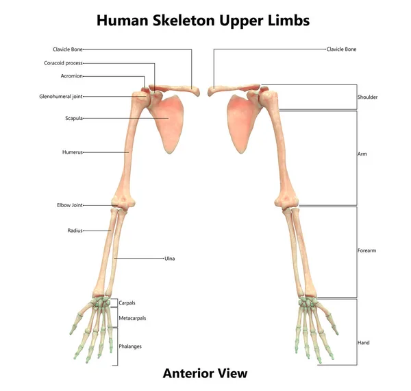 Illustrazione Dell Anatomia Degli Arti Superiori Del Sistema Scheletrico Umano — Foto Stock