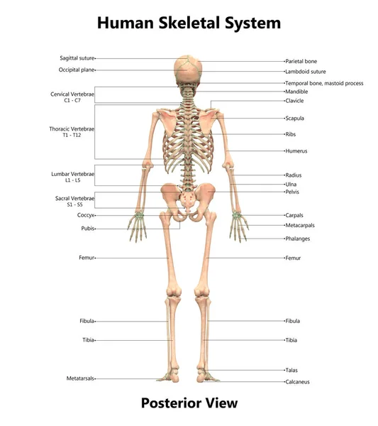 人間の骨格系の解剖学の イラストレーション — ストック写真