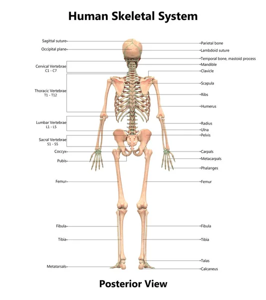 Ilustração Anatomia Sistema Esqueleto Humano — Fotografia de Stock