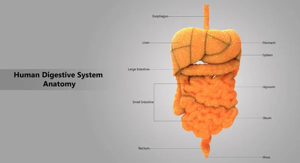 Ilustración Anatomía Del Sistema Digestivo Humano — Foto de Stock