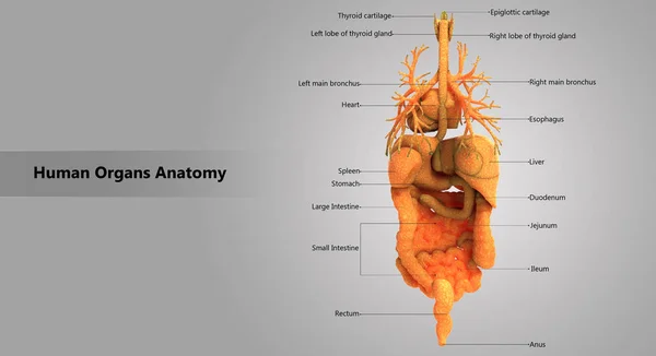 Ilustración Anatomía Los Órganos Del Cuerpo Humano — Foto de Stock