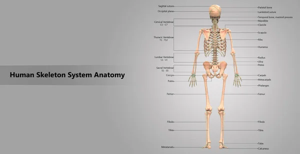 Ilustrație Anatomiei Sistemului Scheletului Uman — Fotografie, imagine de stoc