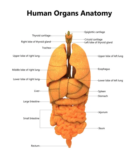 3D illüstrasyon insan vücudunun organları anatomi