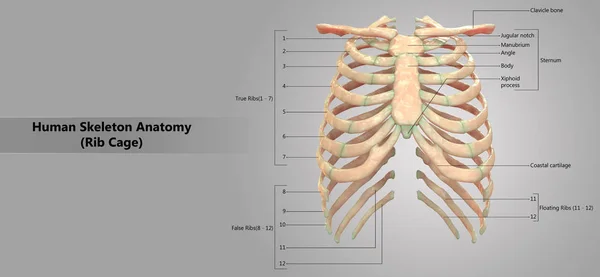 Ilustración Del Sistema Esquelético Humano Anatomía Caja Torácica — Foto de Stock