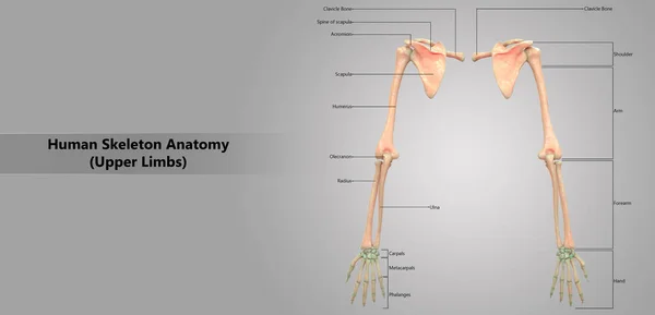 Ilustración Del Sistema Esquelético Humano Anatomía Las Extremidades Superiores — Foto de Stock