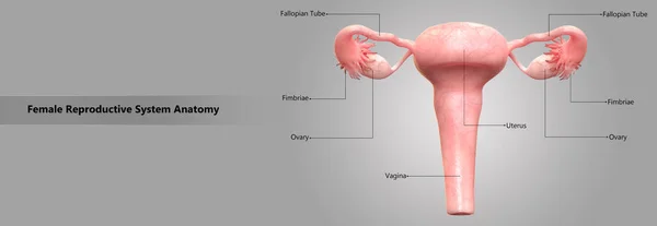 Anatomia Układu Rozrodczego Kobiet — Zdjęcie stockowe
