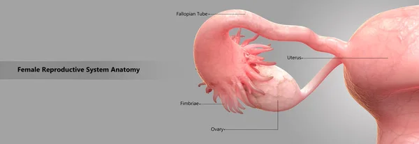 Anatomia Układu Rozrodczego Kobiet — Zdjęcie stockowe