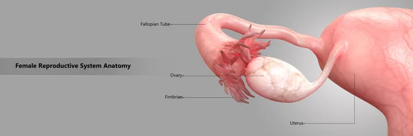 Anatomia Układu Rozrodczego Kobiet — Zdjęcie stockowe