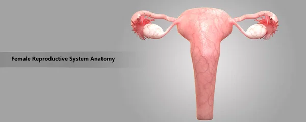 Női Reproduktív Rendszer Anatómia — Stock Fotó