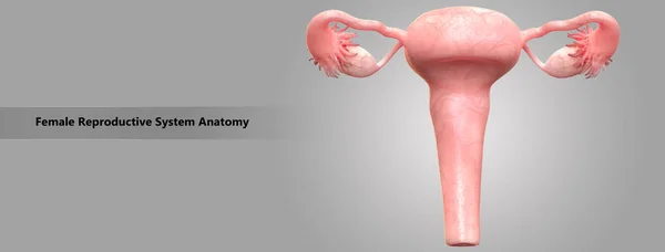 Anatomia Del Sistema Riproduttivo Femminile — Foto Stock