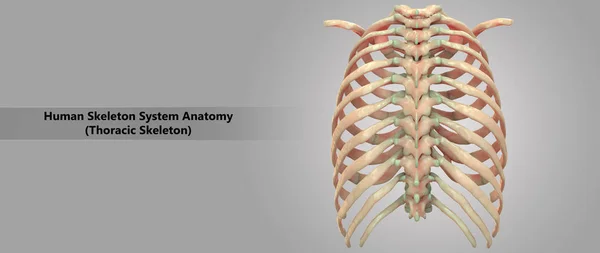 Ilustración Del Sistema Esquelético Humano Anatomía Esquelética Torácica — Foto de Stock