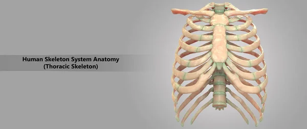 Ilustración Del Sistema Esquelético Humano Anatomía Esquelética Torácica — Foto de Stock