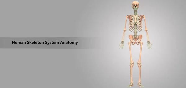 人体骨架系统解剖示意图 — 图库照片