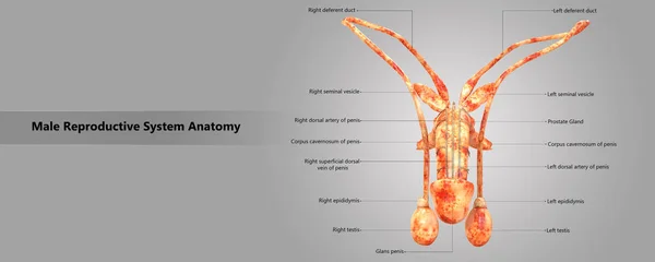 Illustration Male Reproductive System Anatomy — Stock Photo, Image