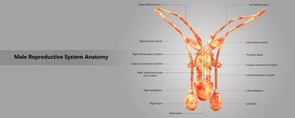 Ilustración Anatomía Del Sistema Reproductor Masculino —  Fotos de Stock