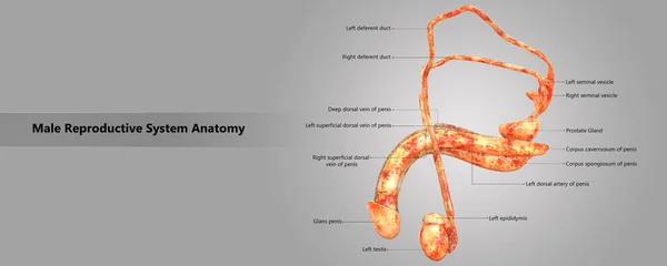 Obrázek Anatomie Mužského Reprodukčního Systému — Stock fotografie