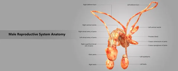 Ilustración Anatomía Del Sistema Reproductor Masculino —  Fotos de Stock