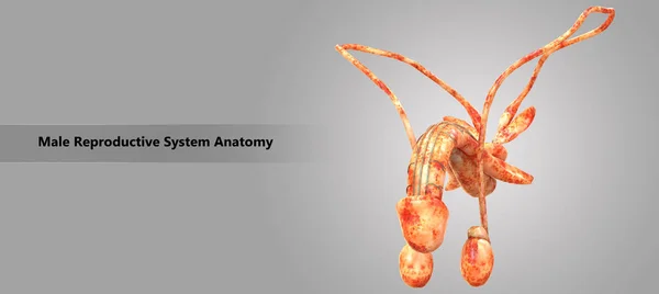 3D Illustration of Male Reproductive System Anatomy