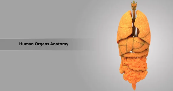 Ilustracja Anatomii Narządów Ludzkiego Ciała — Zdjęcie stockowe