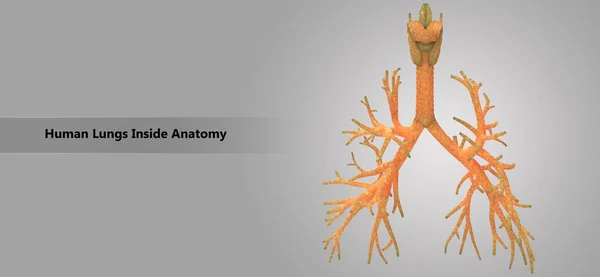 Illustration Människans Respiratoriska Systemet Lungor Inuti Anatomi — Stockfoto