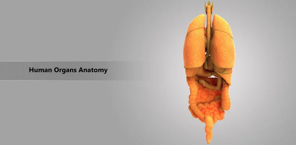 Ilustración Anatomía Los Órganos Del Cuerpo Humano — Foto de Stock