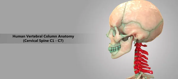 Illustration Human Skeleton System Vertebral Column Cervical Vertebrae Anatomy — Stock Photo, Image