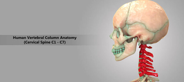 3D Illustration of Human Skeleton System Vertebral Column Cervical Vertebrae Anatomy