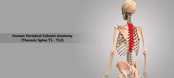 İnsan iskelet sistemi Vertebral sütunun torasik vertebra anatomisi 3D çizimi