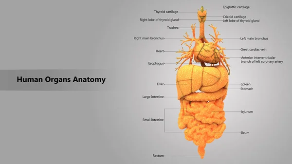 Ilustracja Anatomii Narządów Ludzkiego Ciała — Zdjęcie stockowe