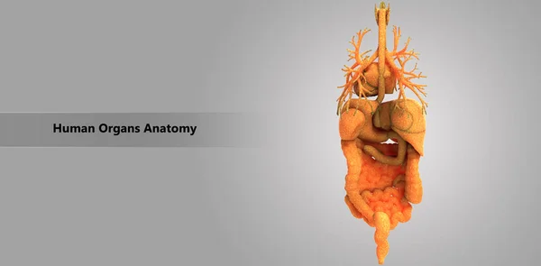 3D Illustration of Human Body Organs Anatomy