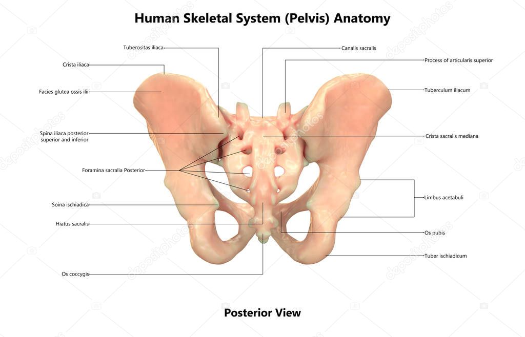 3D Illustration of Human Skeleton System Pelvis Anatomy