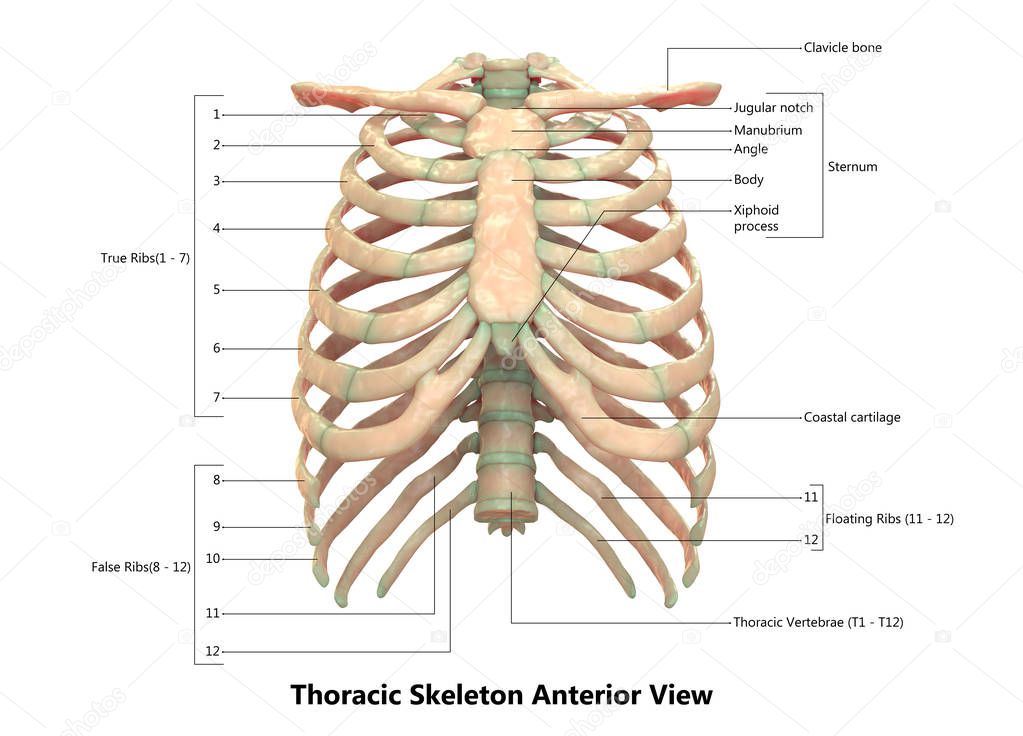 3D Illustration of Human Skeleton System Thoracic Skeleton Anatomy