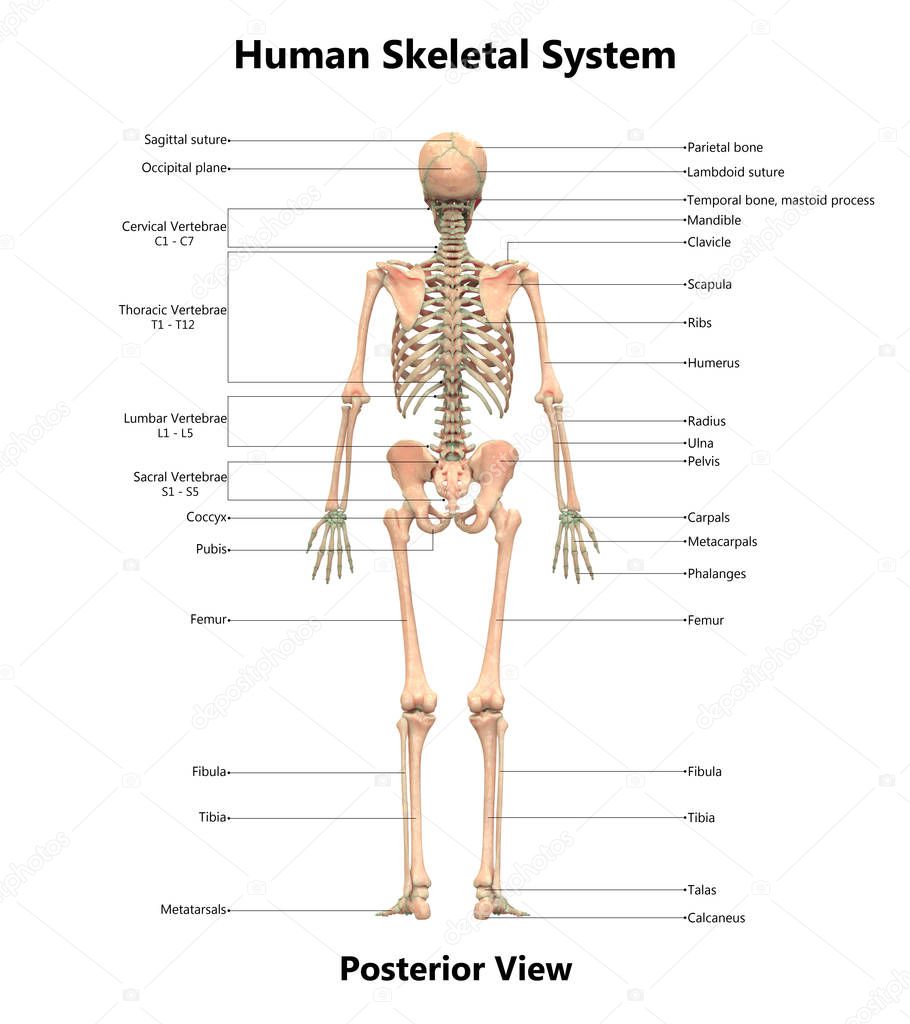 3D Illustration of Human Skeleton System Anatomy