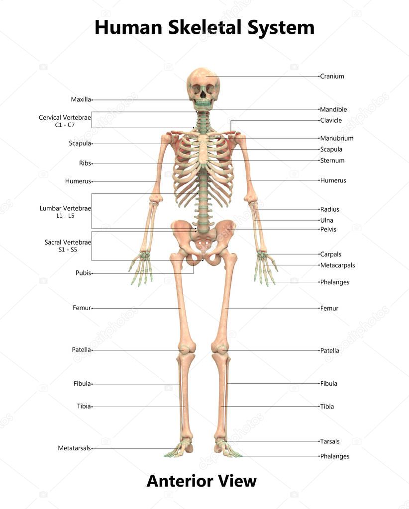 3D Illustration of Human Skeleton System Anatomy