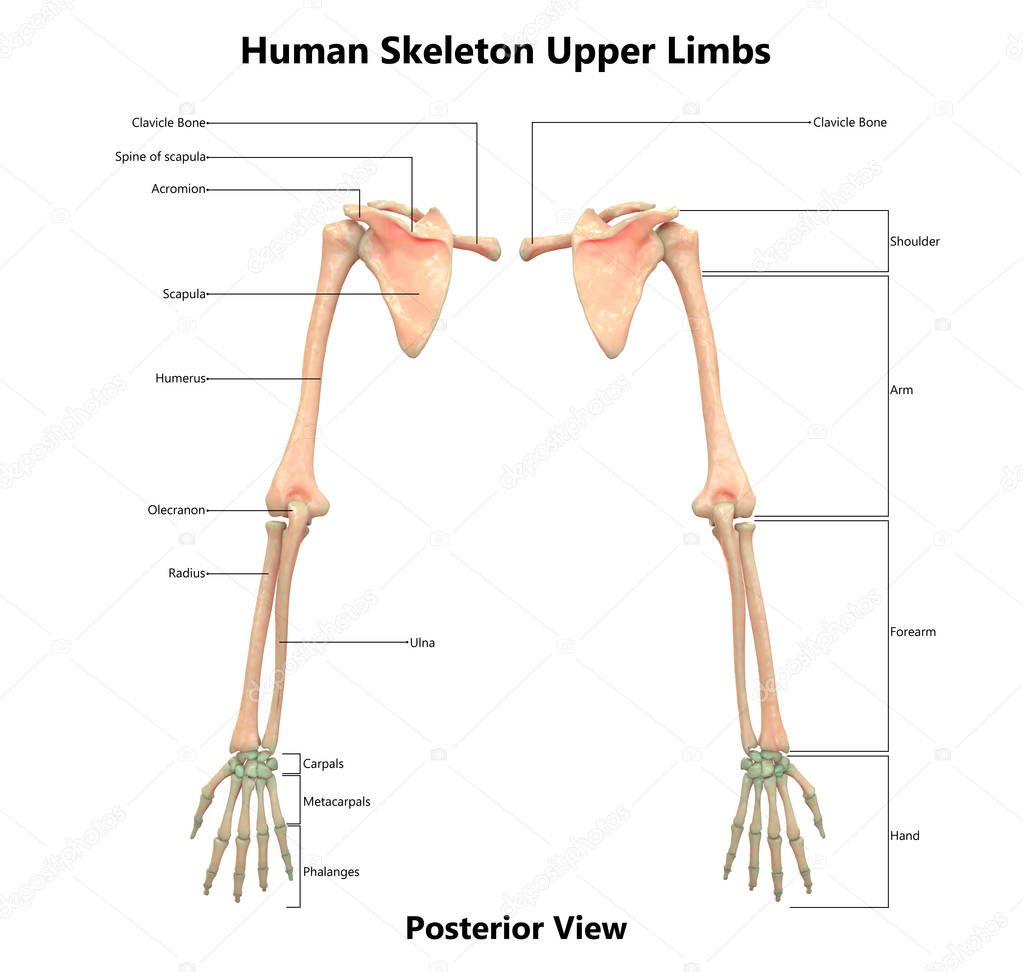 3D Illustration of Human Skeleton System Upper Limbs Anatomy
