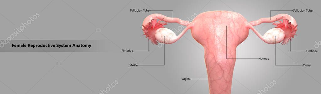 Female Reproductive System Anatomy — Stock Image Female Reproductive System Anatomy Royalty Free Stock Images