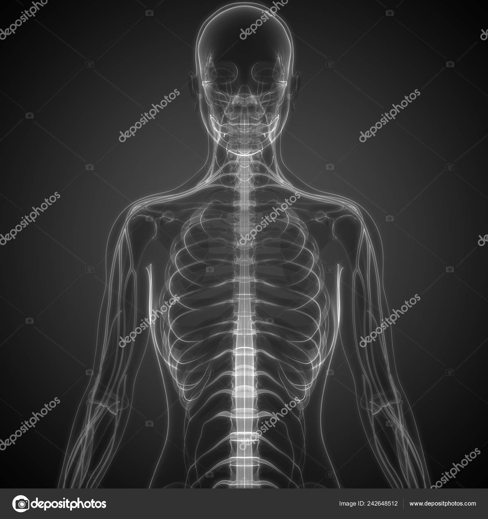 Illustration Human Body Organs Spine — Stock Photo © magicmine 242648512