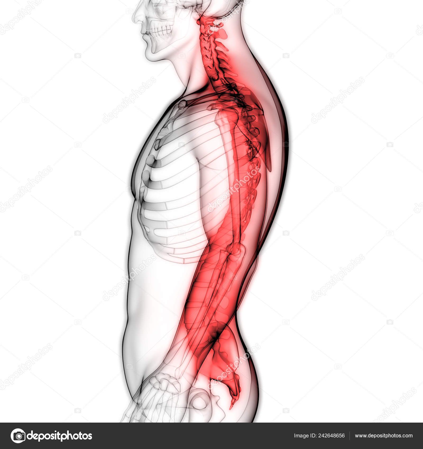 Illustration Human Body Organs Spine Stock Photo C Magicmine 242648656