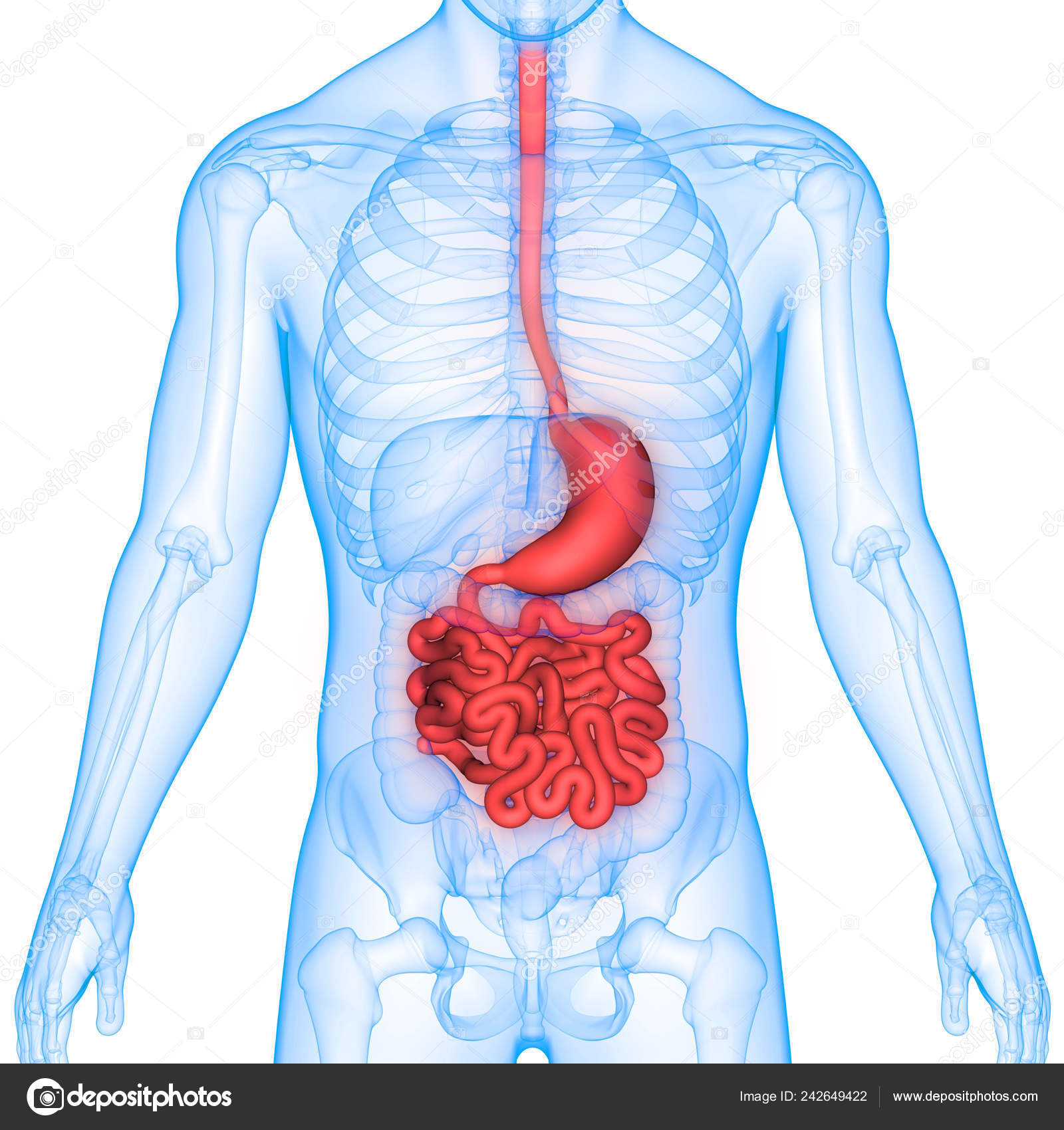 Human Digestive System Anatomy Stomach Small Intestine Stock Photo Image By C Magicmine 242649422