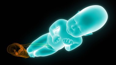 3d İnsan embriyo ultrason İllüstrasyon