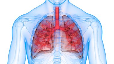 İnsan Solunum Sistemi 3d illüstrasyon, Akciğer Anatomisi
