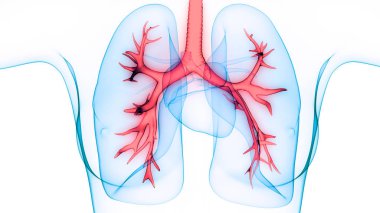 3D illustration of Human Respiratory System, Lungs Anatomy clipart